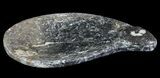 Teardrop Fossil Goniatite Dish - Stoneware #62437-1